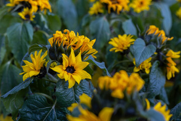 Mini sunflowers. Small sunflowers grown in pots at home.