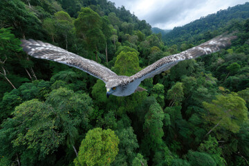 Majestic hawk soaring above the vibrant rainforest canopy at midday