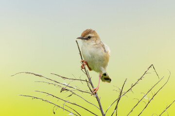 細い草にとまるセッカ