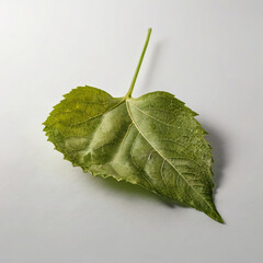 Single green leaf isolated on white background