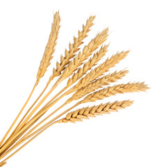 spikelets of wheat isolate on white background. Selection focus. food.