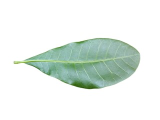 Fototapeta premium Green leaves isolated on white background