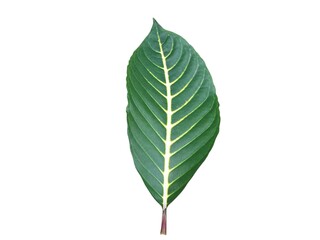 Obraz premium Green leaves isolated on white background