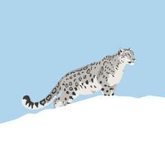 A graceful snow leopard traversing a snowy landscape, with its distinctive coat of grey and black spots. A testament to the beauty and power of the wild