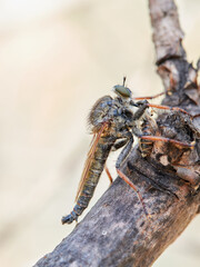 Robber flies o assassin flies alimentandose de una presa. Machimus chrysitis