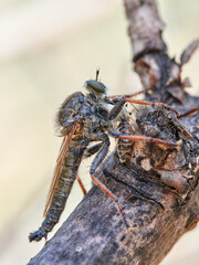 Robber flies o assassin flies alimentandose de una presa. Machimus chrysitis