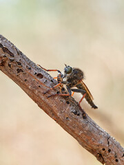 Robber flies o assassin flies alimentandose de una presa. Machimus chrysitis