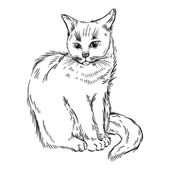 Cat, pet hand-drawn in ink and isolated on white background. Vector illustration is suitable for printing on postcards, T-shirts, posters, in pet stores.