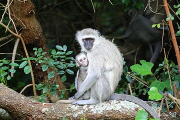 A tender moment between a mother vervet monkey and her baby as they sit closely together on a tree branch in the forest.