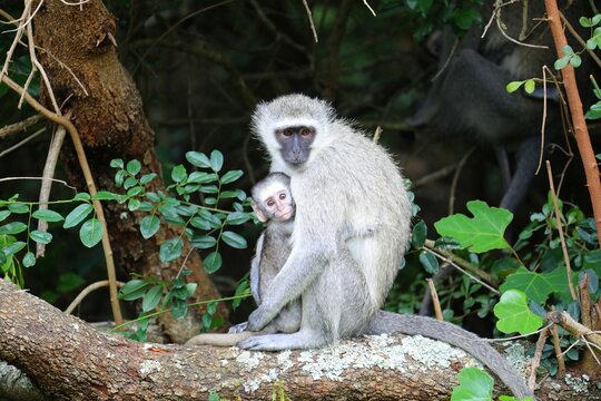 A tender moment between a mother vervet monkey and her baby as they sit closely together on a tree branch in the forest.