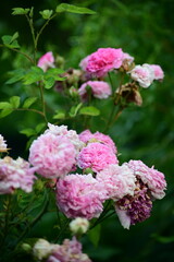 pink rose flowers: