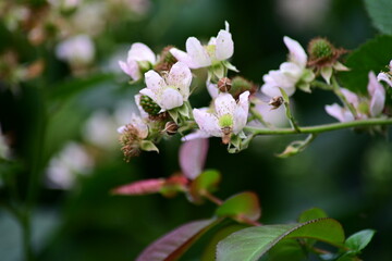 Soft natural background with blooming blackberry flowers (Rubus fruticosus). Delicate white and...