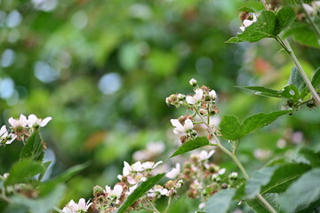 Soft natural background with blooming blackberry flowers (Rubus fruticosus). Delicate white and...