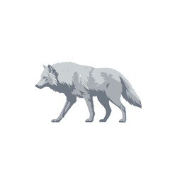 Arctic wolf walking on white background 