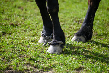 Hobbled horse. Shackles and chains on the legs of horses. A chained horse. Hopple or spancel.