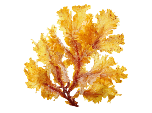 Golden seaweed specimen detailed closeup macro shot, Isolated On Transparent Background