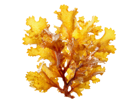 Golden seaweed branch isolated on black background, Isolated On Transparent Background