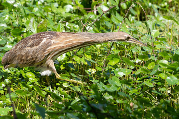 American Bittern