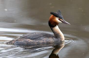 great crested grebe