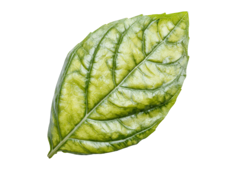 Single variegated leaf isolated on black background botanical photography, Isolated On Transparent Background - Powered by Adobe