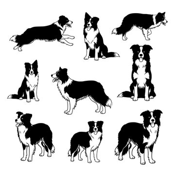Collection of border collie dog poses and actions in a striking black and white silhouette style isolated on transparent background