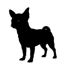 A sleek black chihuahua dog stands attentively with its ears perked and tail curled depicted as a striking silhouette isolated on transparent background