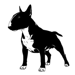 Obraz premium A striking black and white silhouette of a muscular bull terrier dog standing alertly showcasing its distinctive head shape and body isolated on transparent background silhouette