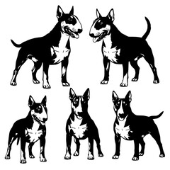 Five distinctive bull terrier dog poses showing their unique head shape and muscular build in a graphic silhouette style isolated on transparent background