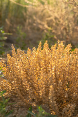 Lepidium densiflorum at golden sunset