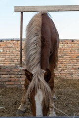 Horse mane in soft focus