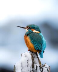 lilac breasted roller