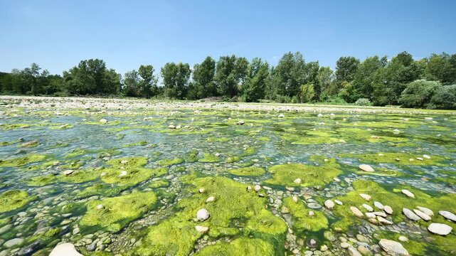 Algae invade the river with little water causing drought