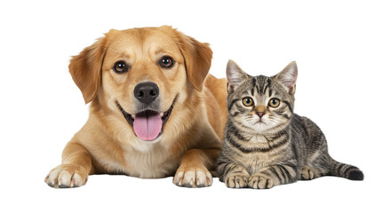 Two friendly pets resting side-by-side.