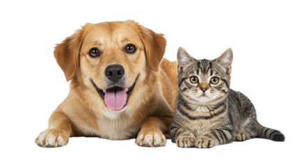 Two friendly pets resting side-by-side.