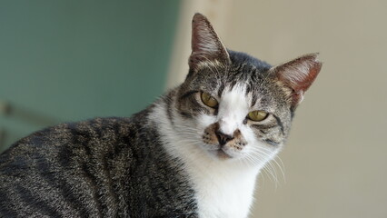 Close-up of a tabby cat with vivid yellow eyes and sharp fur detail, perfect for pet lovers and...