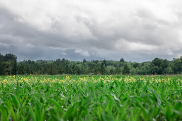 green field and blue sky
