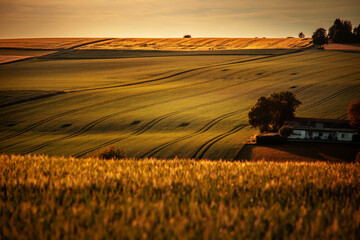Golden Hour Over Rolling Fields in Bretten, Baden-Württemberg, Germany