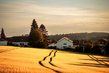 Golden Hour Over Rolling Fields in Bretten, Baden-Württemberg, Germany