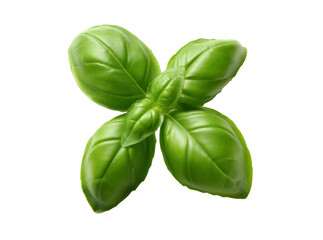Fototapeta premium Fresh green basil sprig isolated on black background culinary herb, Isolated On Transparent Background