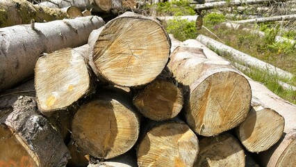 Felled Tree Trunks