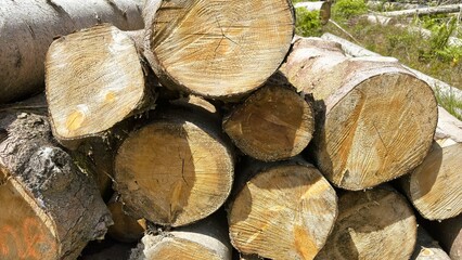 Felled Tree Trunks