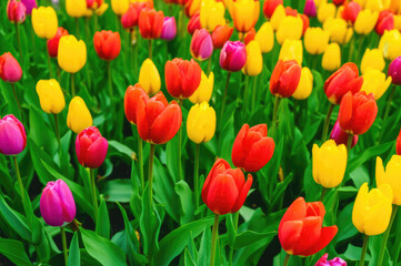 red tulips in the garden