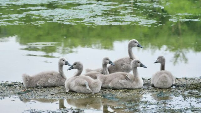 Baby swans along Adda river, Lombardy, Italy