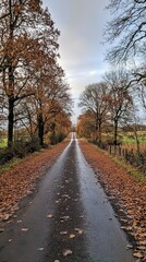 Fototapeta premium Quiet country road bordered by autumn leaves.