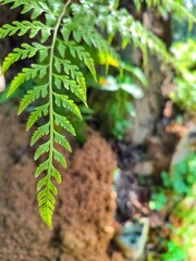 Lush Green Fern Leaf Close-up Detail of a Vibrant Fern Frond