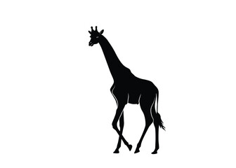 Giraffe isolated background. Vector illustration.