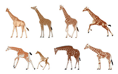 Giraffe set, isolated background. Vector illustration.