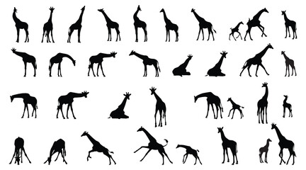 Set of giraffe silhouettes in different poses isolated on background. Vector illustration.