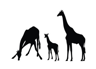 Silhouette of a family of giraffes, isolated on background. Vector illustration.