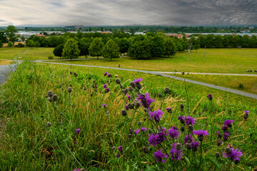 Blühende violette Wildblumen im Vordergrund mit Blick über eine grüne Parklandschaft und städtischen Hintergrund unter dramatischem Himmel.